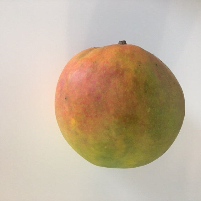 Venus mango reference