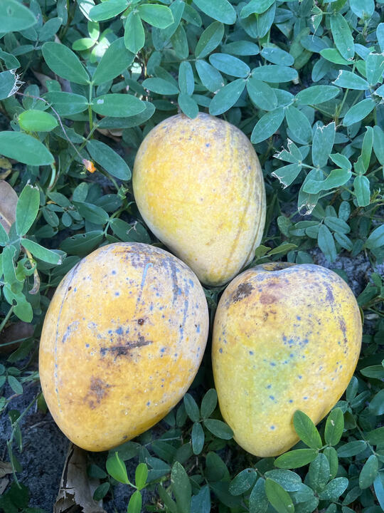 Wester (Edward x Earle #15) mango reference