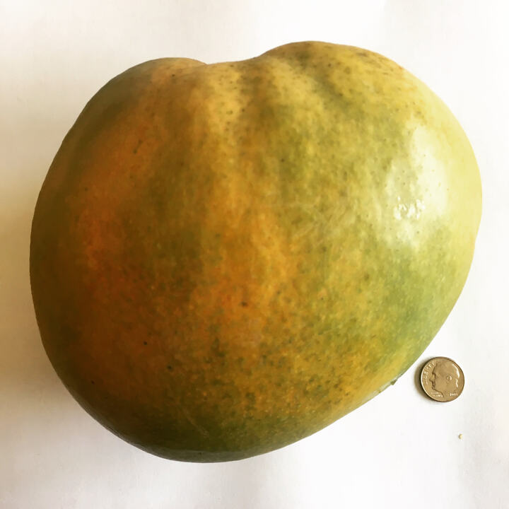 Wise mango reference