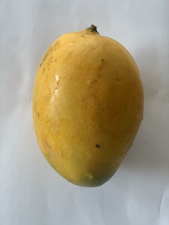 Yi Xuan mango reference