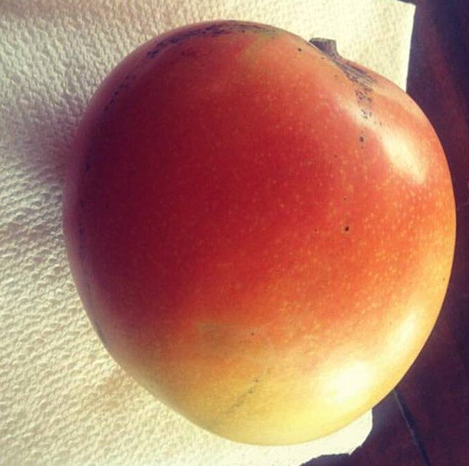 Young mango reference