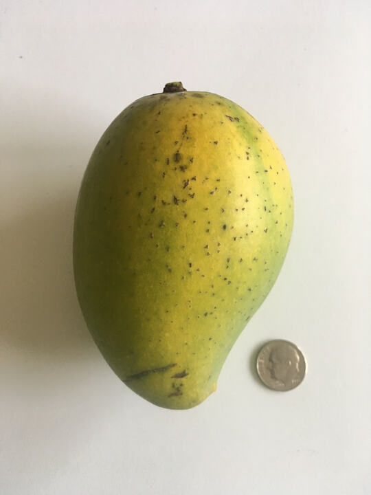 Zill 0 mango reference