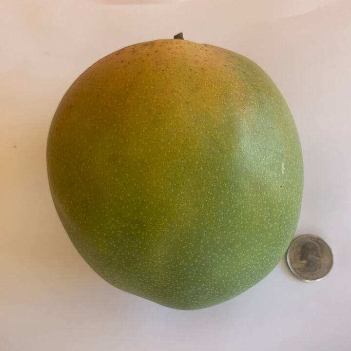 Zill 23-2 mango reference