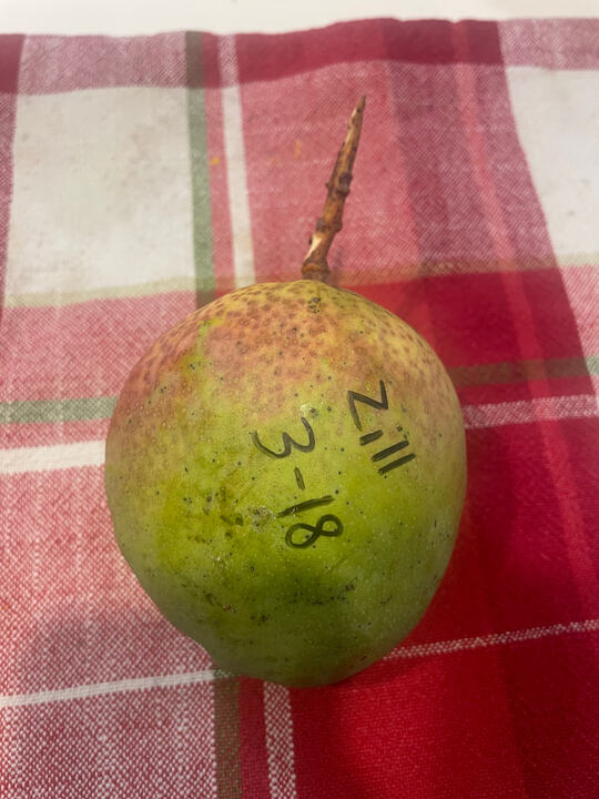 Zill 3-18 mango reference