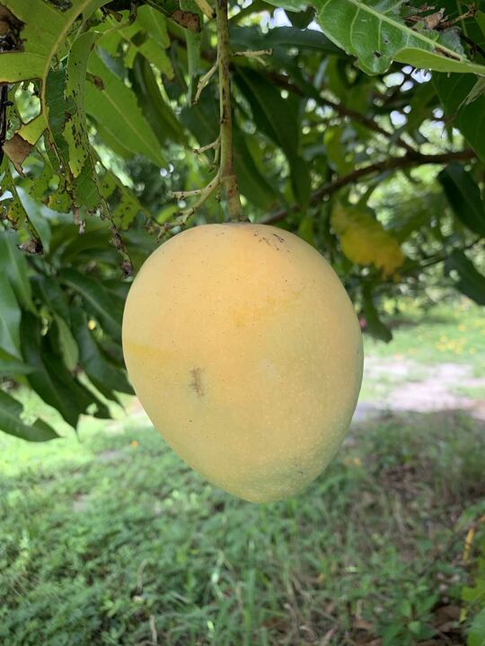 Zill 32-5 mango reference