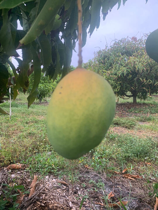 Zill 33-8 mango reference
