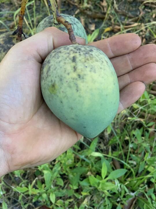 Zill 34-15 mango reference