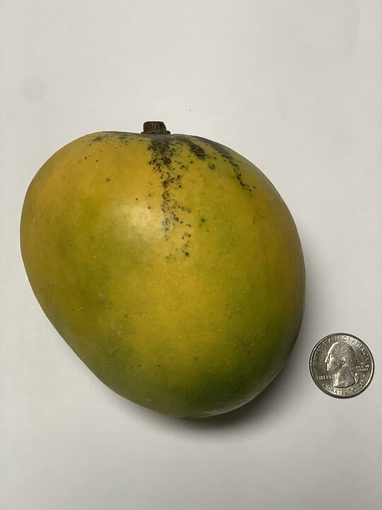 Zill 36-43 mango reference
