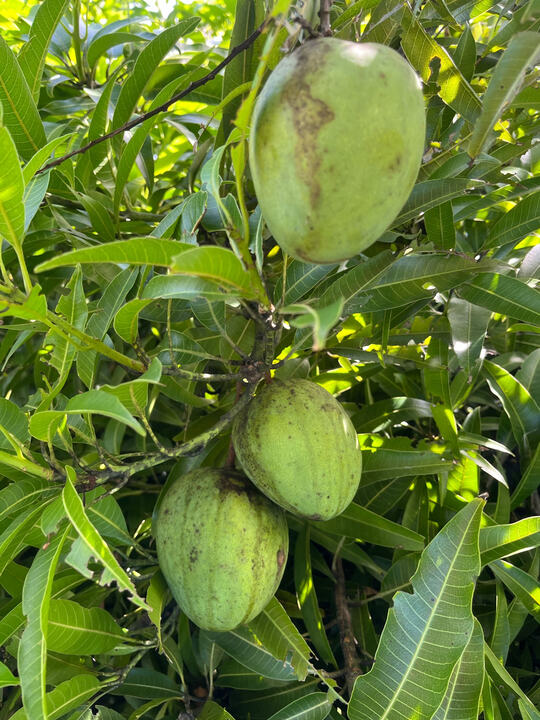 Zill 40-17 mango reference