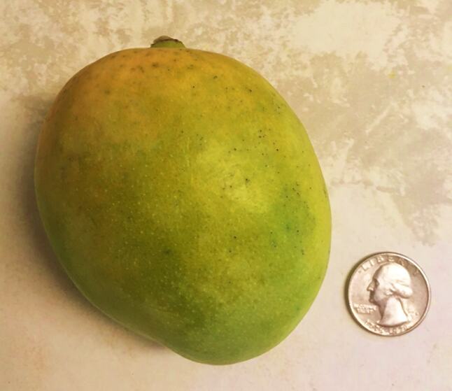 Zill 40-26 mango reference