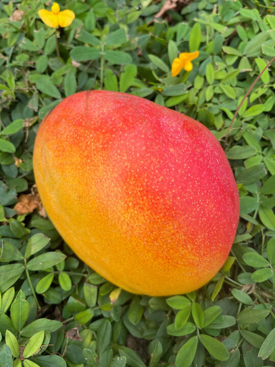 Zill-80 mango reference