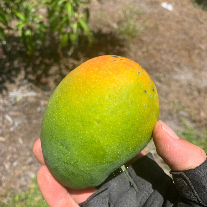 Zill M-10 mango reference