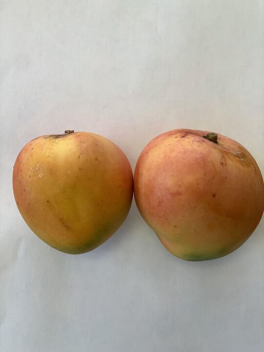 Zill M-17 mango reference
