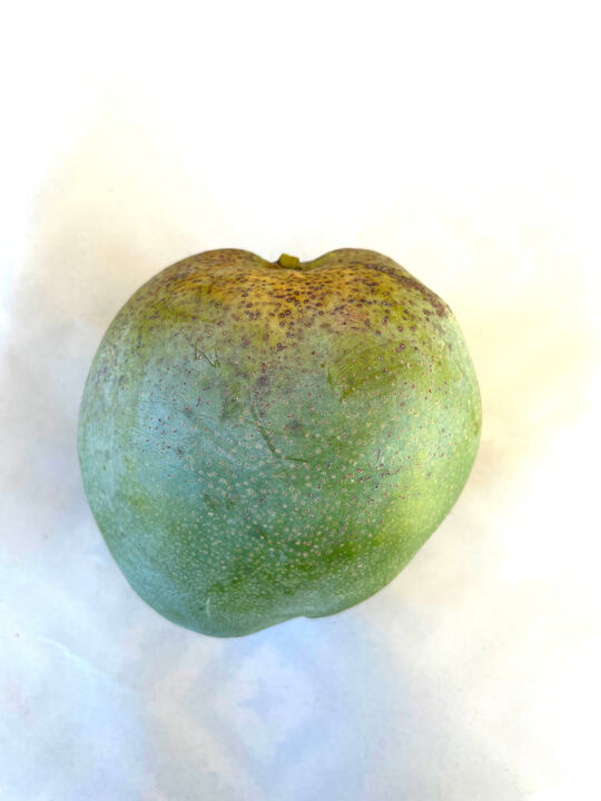 Zill M-4 mango reference