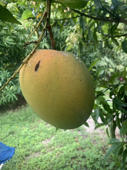 Zill N-12 mango reference
