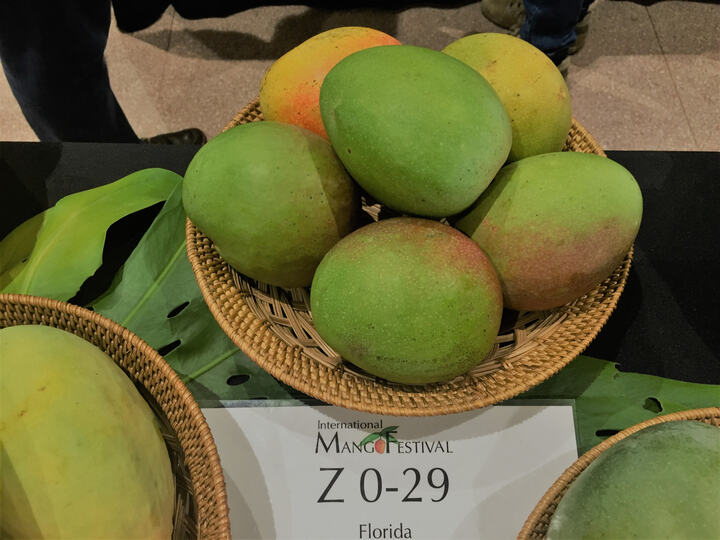 Zill O-29 mango reference