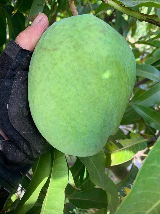 Zill P-22 mango reference