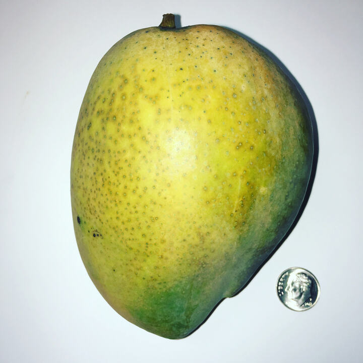 Zinc/Zill Indochinese mango reference